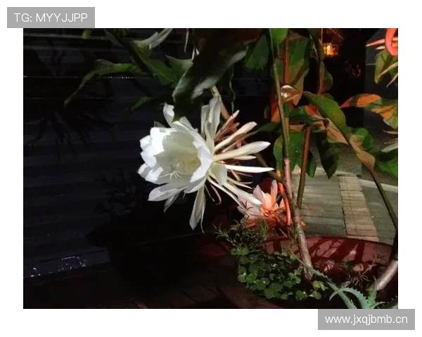 杜埃新星表现稳定性分析：是否昙花一现